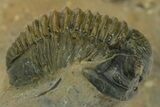 Two Multi-Toned Gerastos Trilobite Fossils - Morocco #381639-3